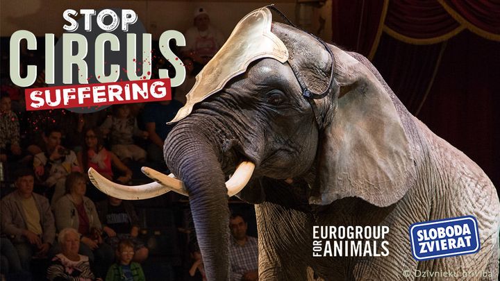 Je nás už takmer 970-tisíc! BUDE NÁS MILIÓN? 
✅ PODPÍŠ PETÍCIU a zastavme používanie divožijúcich zvierat v cirkusoch v celej EÚ…